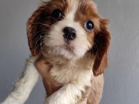 Ev ortamından sağlık ırk garantili cavalier king charles