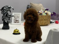 Dişi ve erkek teacup poodle