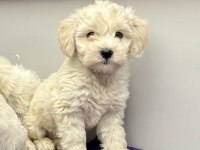 2 aylık erkek ve dişi maltipoo yavrular