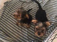 A KALİTE SON 2 BEBEK YORKSHİRE TERRİER