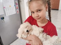 Maltese Terrier Adrese Teslim, Kapıda Ödeme Yapabilirsiniz