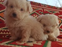 Maltese Terrier Köpeğimiz
