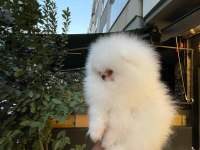 Mersin pomeranian boo yavrusu