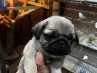 Pug Bebeklerimiz Yeni Ailelerini Bekliyor