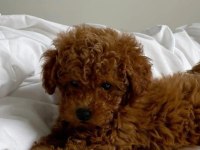 Toy poodle yavrularımız