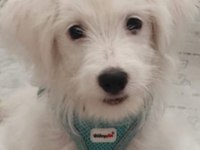 Acil satılık terrier