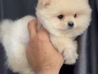 2 aylık erkek pomeranian yavru