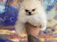 Irk ve sağlık garantili pomeranian