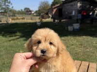 SÜTLÜ KAHVELİ KÜT BURUN MALTİPOO KIZIMIZ