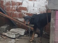 Yer ve iyi bakılmadığından sebep doberman sahiplendiriyorum