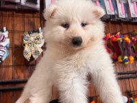 Samoyed bebeklerimiz için acele edin