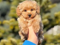 2.5 aylık erkek yavru Maltipoo