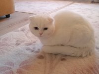 Scottish fold 2 aylık yavru