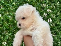 Maltipoo bebekler