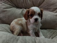 Cavalier King Charles Yavrular