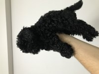 Siyah toy poodle erkek