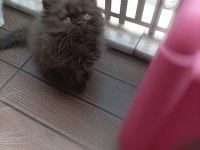 British Shorthair Ve British Longhair Yavrular