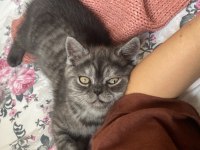 2 aylık son kalan british longhair yavrumuz