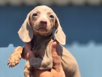 Yurtdışından dachshund yavrular