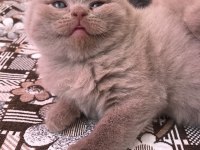 British shorthair lilac erkek yavru
