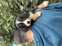 Bernese Yavrularımız