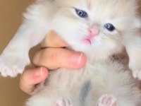 SHOW KALİTE GOLDEN VE BLUE GOLDEN YAVRU BRİTİSH