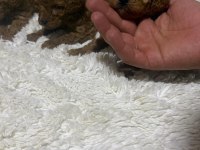 Toy poodle bebekler