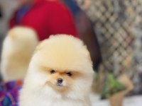 Tedy Bear Pomeranian Boo