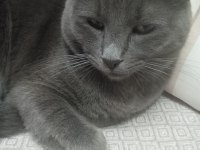 Russian blue kedimiz oyun canlısı