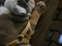 TOMBİK ENGLİSH BULLDOG YAVRUMUZ