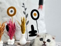 Orijinal Silver NS 1133 British Shorthair Yavrularımız
