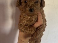 TÜM TÜRKİYEYE TOY POODLE YAVRU