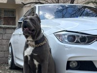 Dişi erkek eş cane corso