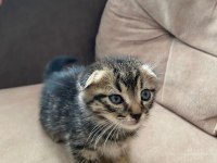 YENİ YAVRU Scottish Fold