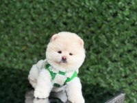 Üst kalite Pomeranian Boo