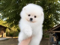 Kartopu Gibi Pomeranian Boo Ayı Surat