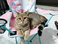 7 aylık yavru british shorthair kedimiz