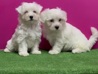MALTESE TERRİER YAVRU