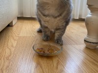 Scottish Fold kedim