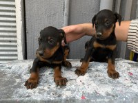 A KALİTE DOBERMAN YAVRULAR