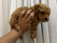 Teacup Kore Maltipoo yavrusu