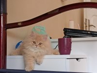 Oğlumuza Dişi chinchilla arıyoruz
