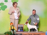 FCI şecereli safkan ve sağlıklı jack russell terrier