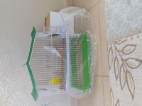 YUMURTA YAPAN 1 DİŞİ 1 ADET ERKEK MUHABBET KUŞU