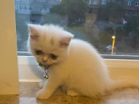 2 Aylık Dişi British Shorthair