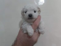 Maltese yavrular