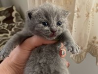Scottish fold yavrularımız yeni sahiplerini bekliyor
