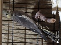 Yavru 7 sultan papağanı iki aylık evcil
