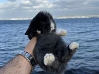 Safkan Hollanda cüce ve mini tavşanlar gönderilir