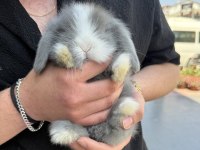 SAFKAN HOLLANDA LOP MİNİ LOP VE CÜCE TAVŞANLAR